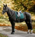 Horseware® Dressage Saddle Pad - Horseware Ireland - Equiluxe Tack