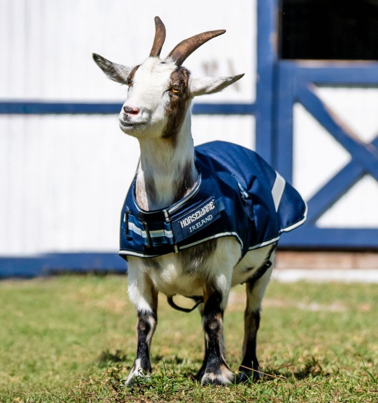 Horseware® Goat Coat 100g - Horseware Ireland - Equiluxe Tack