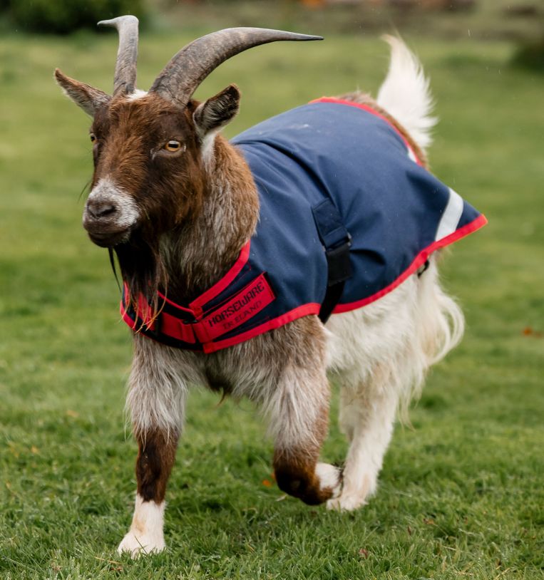 Horseware® Goat Coat 200g - Horseware Ireland - Equiluxe Tack