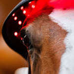 Horseware® LED Red Light Therapy Poll Cap - Horseware Ireland - Equiluxe Tack