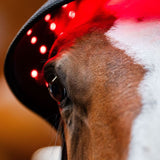Horseware® LED Red Light Therapy Poll Cap - Horseware Ireland - Equiluxe Tack