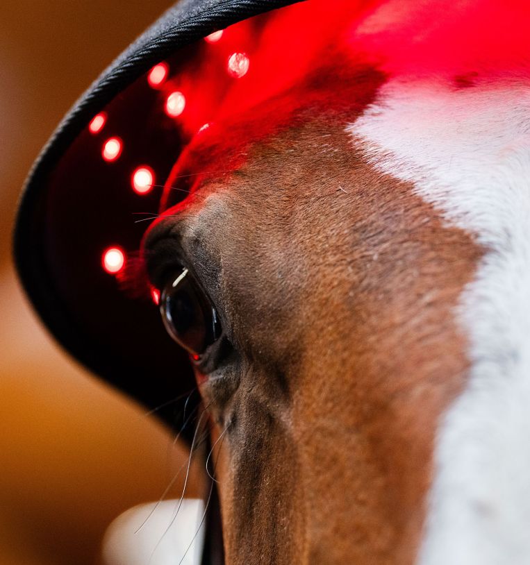 Horseware® LED Red Light Therapy Poll Cap - Horseware Ireland - Equiluxe Tack