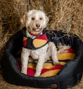 Horseware® Newmarket Dog Bed - Horseware Ireland - Equiluxe Tack
