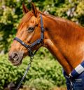 Horseware® Newmarket Halter & Lead Rope - Horseware Ireland - Equiluxe Tack
