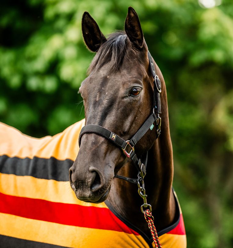 Horseware® Newmarket Halter & Leadrope - Horseware Ireland - Equiluxe Tack