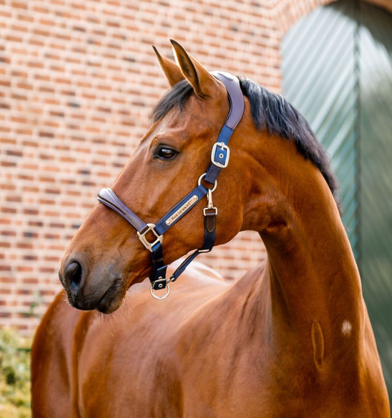 Horseware® Signature Competition Halter - Horseware Ireland - Equiluxe Tack
