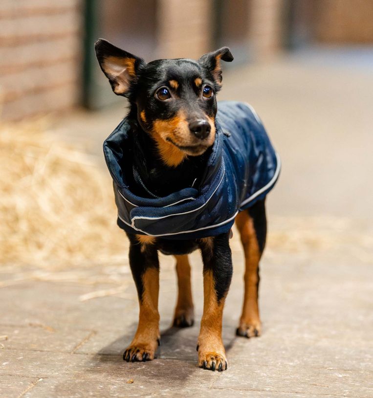 Horseware® Signature Dog Blanket (200g Medium) - Horseware Ireland - Equiluxe Tack