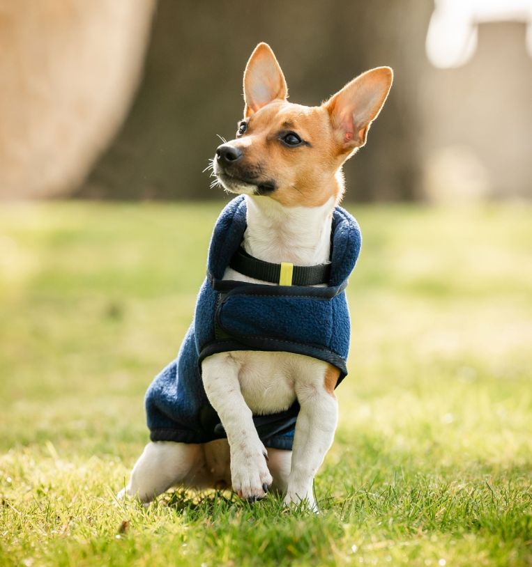 Horseware® Signature Dog Fleece (No Fill) - Horseware Ireland - Equiluxe Tack