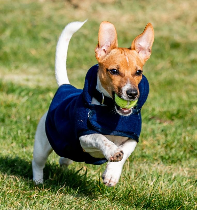 Horseware® Signature Dog Fleece (No Fill) - Horseware Ireland - Equiluxe Tack