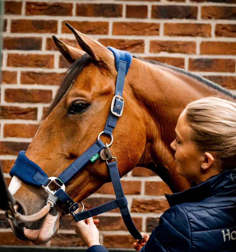 Horseware® Signature Grooming Halter - Horseware Ireland - Equiluxe Tack