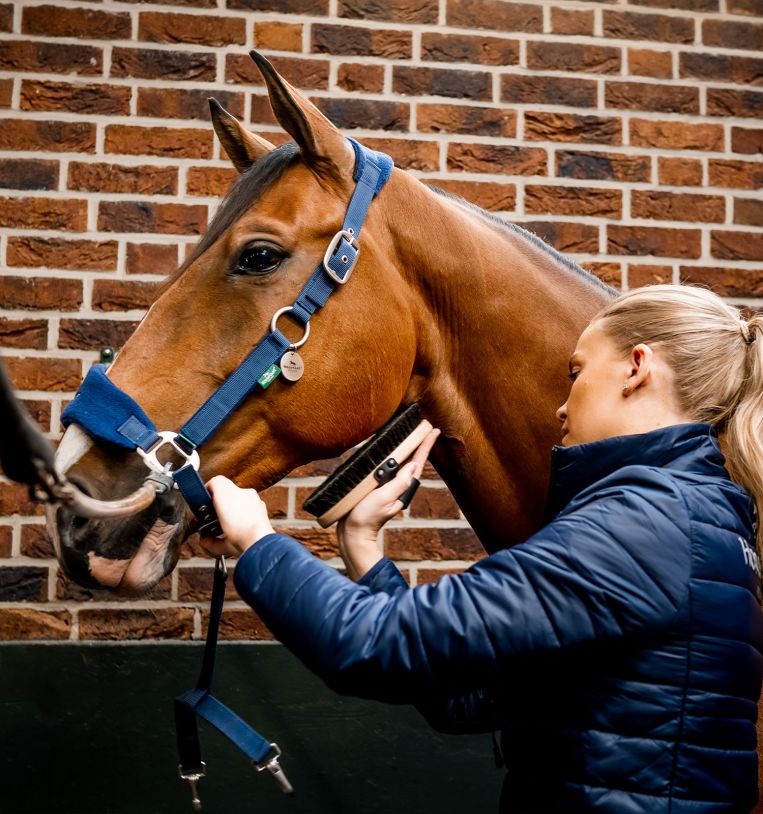 Horseware® Signature Grooming Halter - Horseware Ireland - Equiluxe Tack