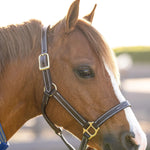 Huntley Equestrian Fancy Stitched Adjustable Premium Leather Pony Halter with Brass Hardware - Equiluxe Tack