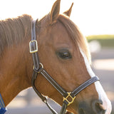 Huntley Equestrian Fancy Stitched Adjustable Premium Leather Pony Halter with Brass Hardware - Equiluxe Tack