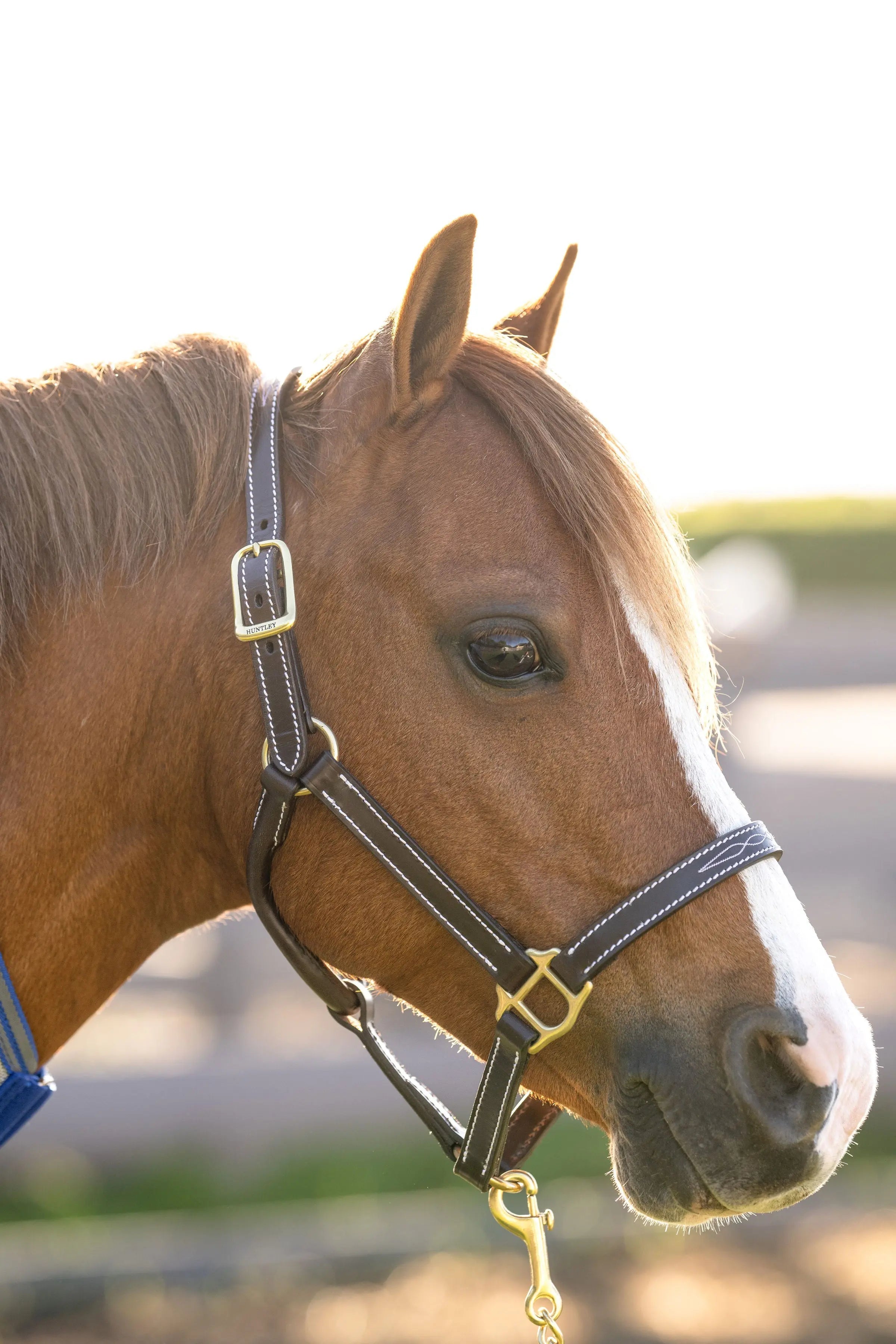 Huntley Equestrian Fancy Stitched Adjustable Premium Leather Pony Halter with Brass Hardware - Equiluxe Tack