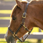 Huntley Equestrian Fancy Stitched Adjustable Premium Leather Pony Halter with Brass Hardware - Equiluxe Tack
