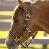 Huntley Equestrian Fancy Stitched Adjustable Premium Leather Pony Halter with Brass Hardware - Equiluxe Tack