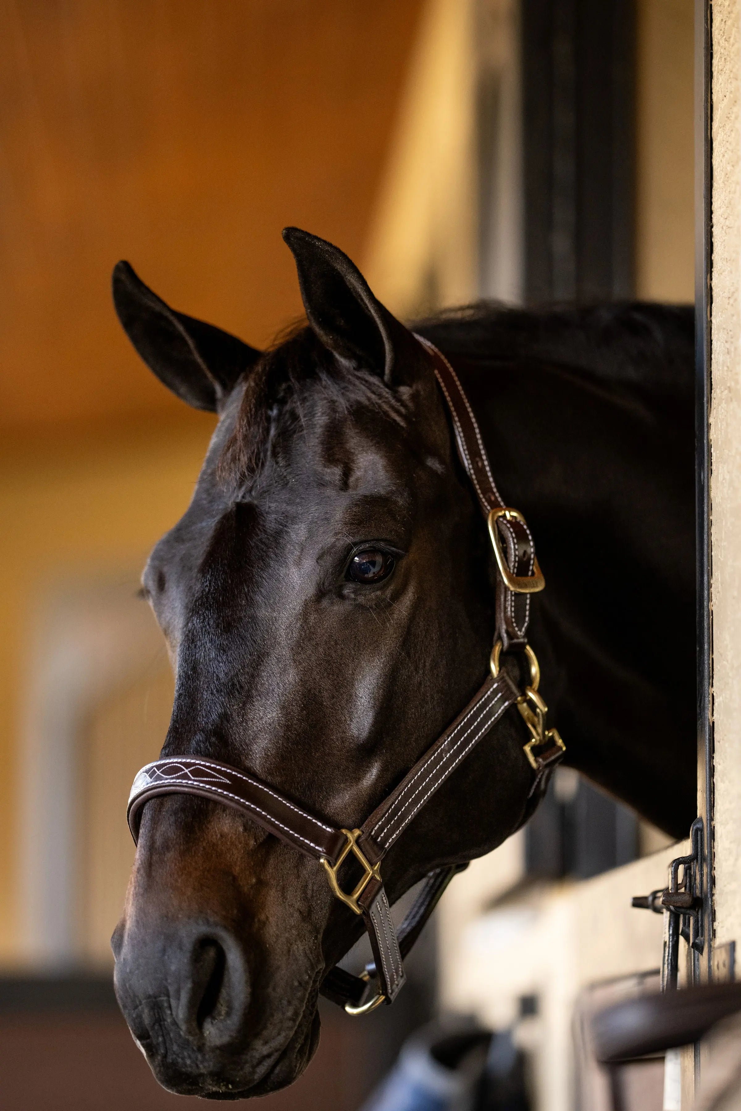 Huntley Equestrian Fancy Stitched Premium Leather Padded Halter - Equiluxe Tack