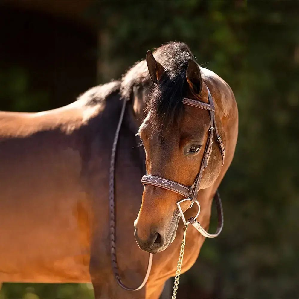 Huntley Equestrian Fancy Stitched Sedgwick Leather Padded Bridle with Reins - Equiluxe Tack