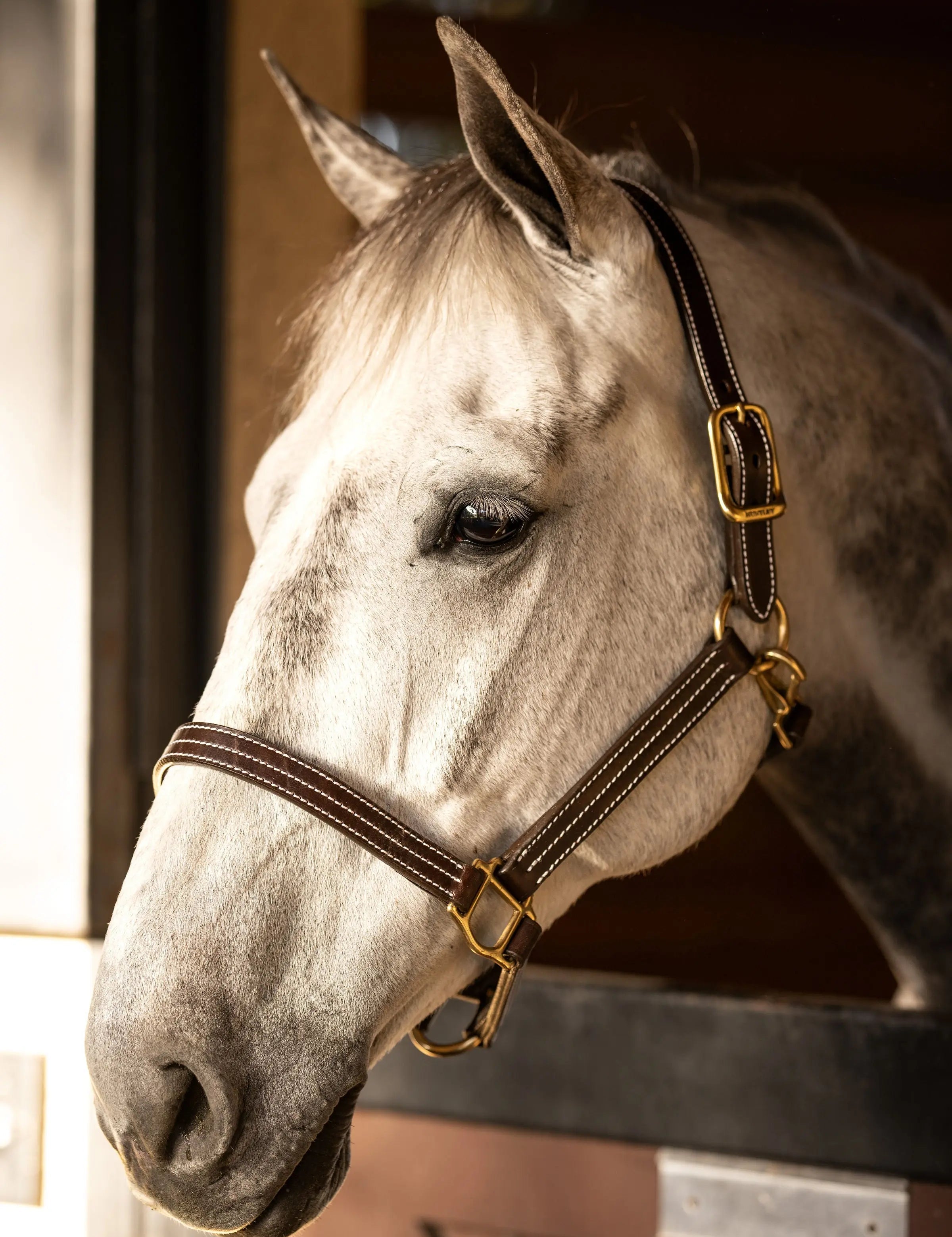 Huntley Equestrian Premium Leather Triple Stitched Halter with Snap - Equiluxe Tack