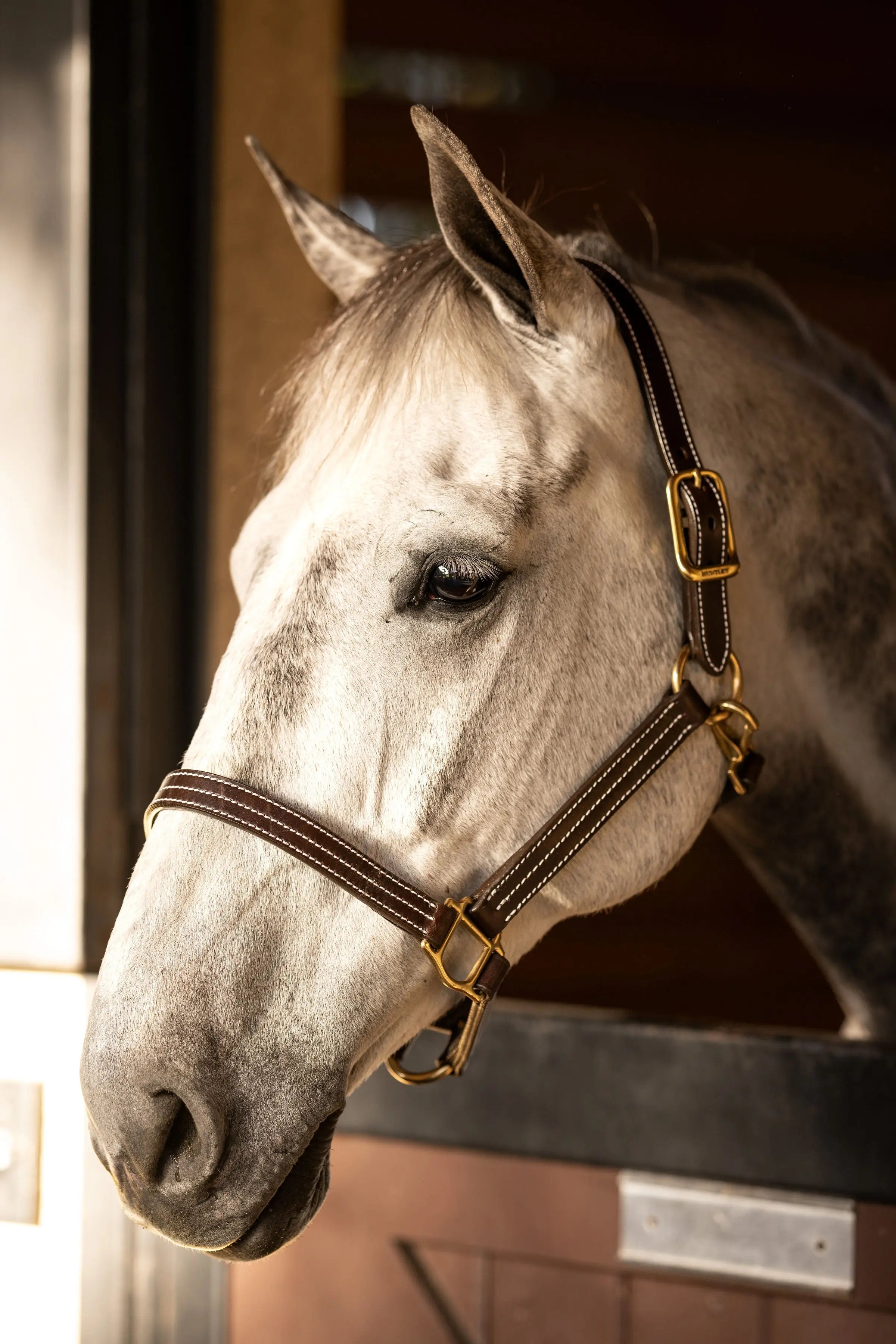 Huntley Equestrian Premium Leather Triple Stitched Halter with Snap - Equiluxe Tack