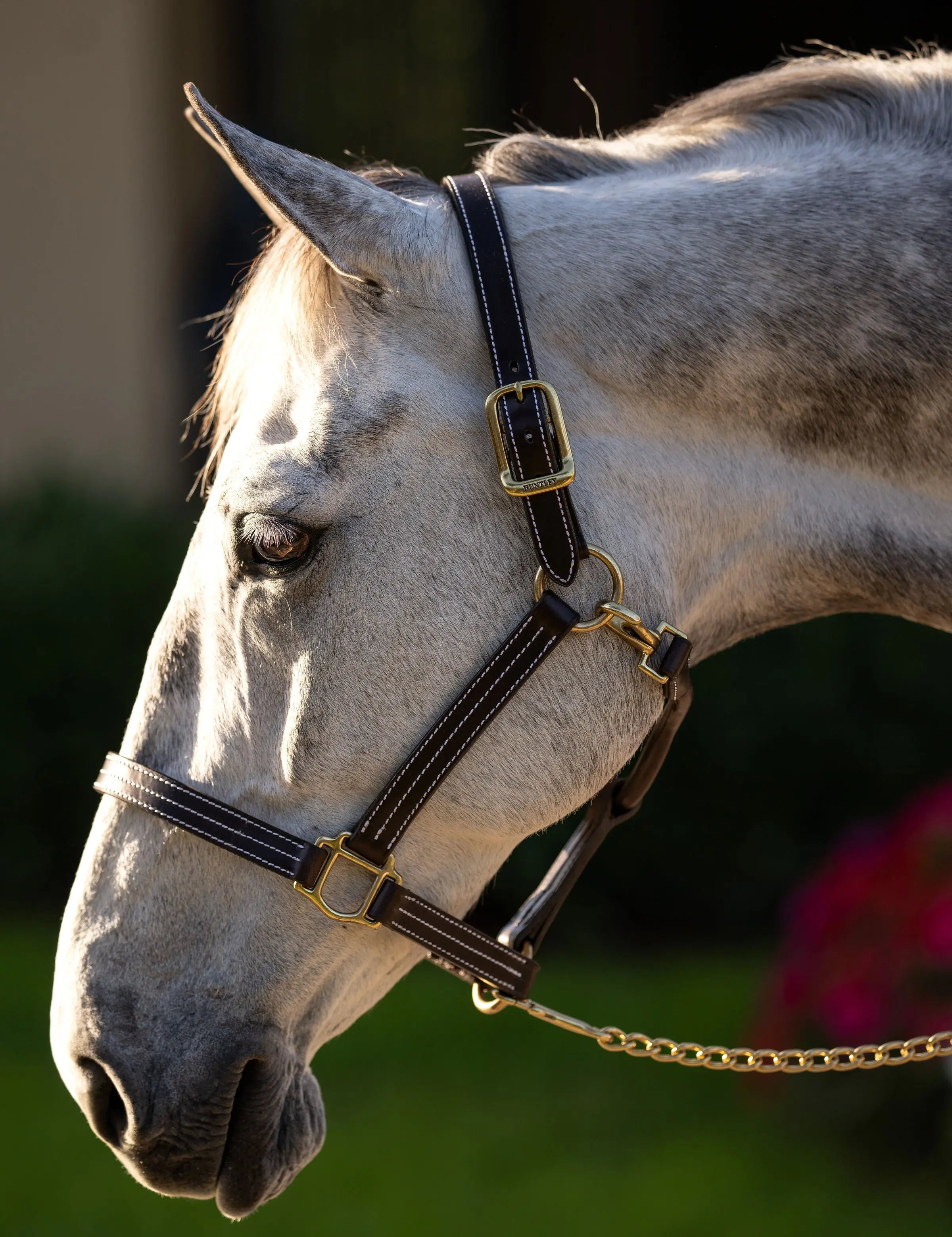 Huntley Equestrian Premium Leather Triple Stitched Halter with Snap - Equiluxe Tack