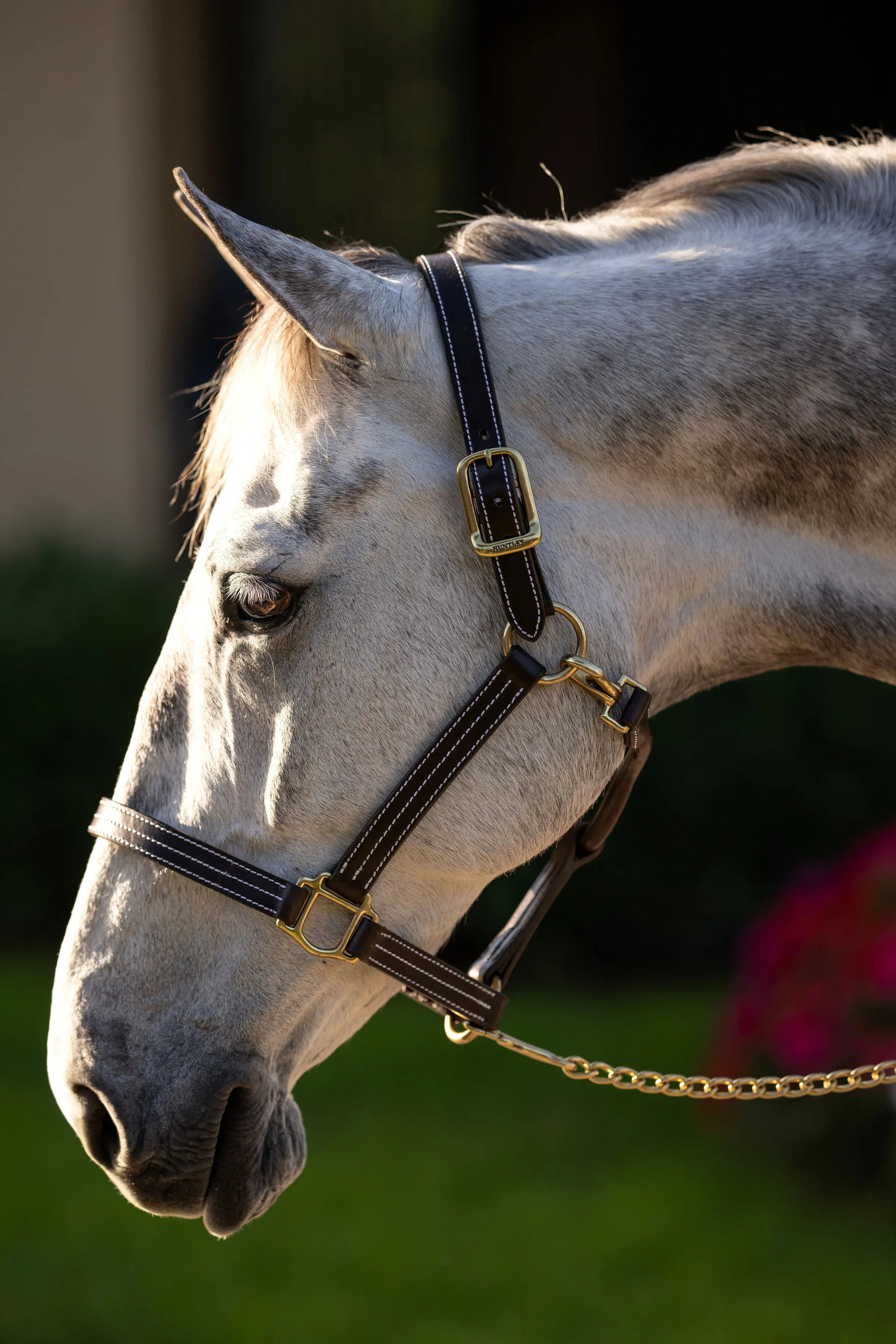Huntley Equestrian Premium Leather Triple Stitched Halter with Snap - Equiluxe Tack