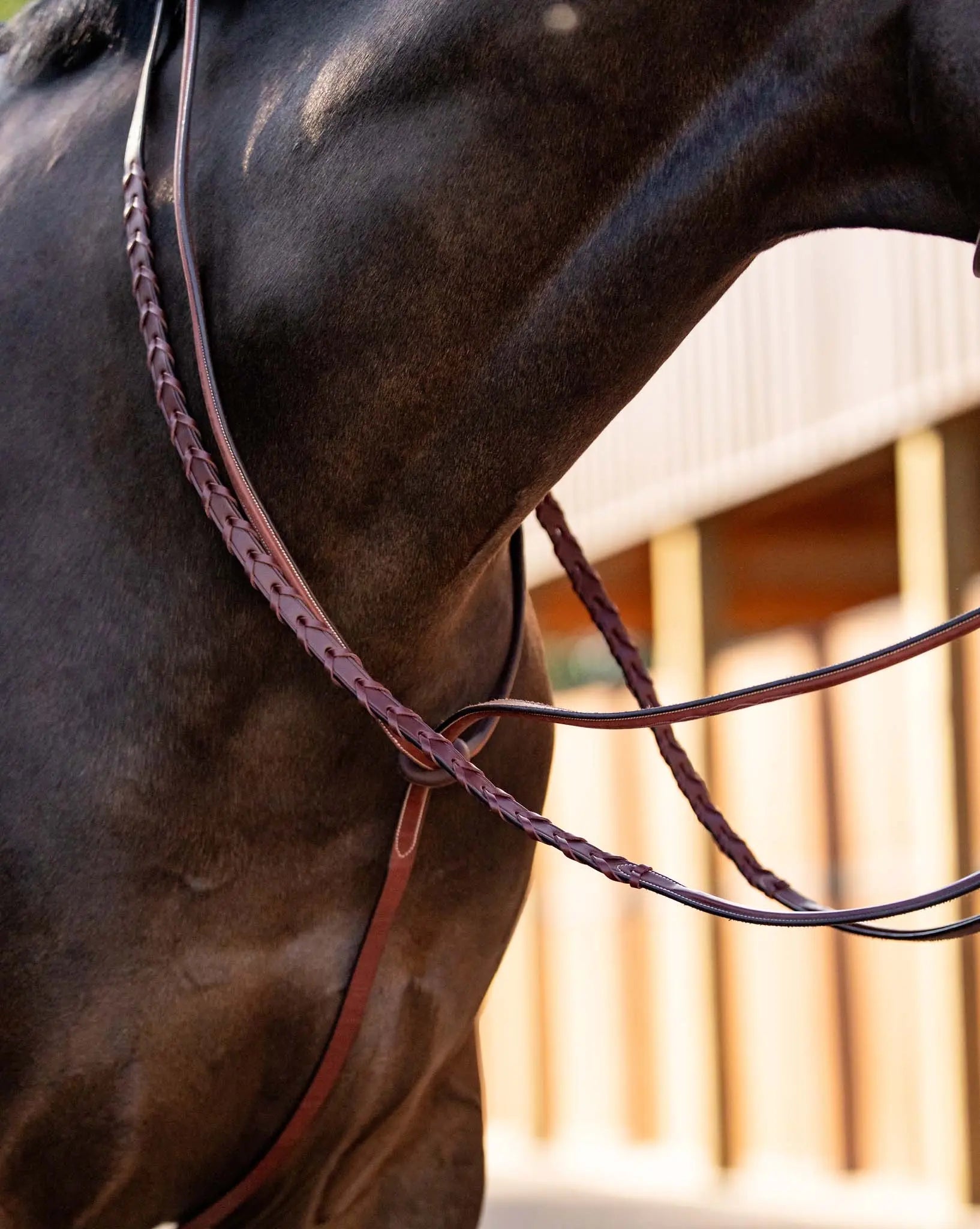Huntley Equestrian Schooling Standing Martingale, Italian Leather - Equiluxe Tack