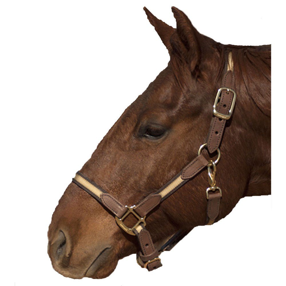 Intrepid Two Tone Brown Nylon Halter with Leather Trim - Cob - Intrepid International - Equiluxe Tack