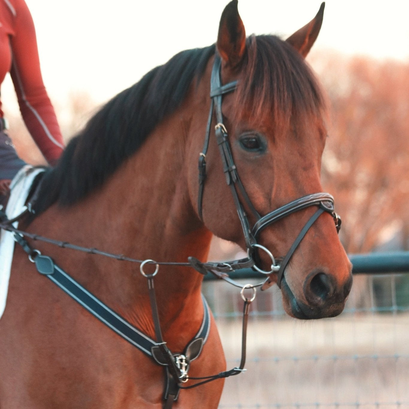 ITC Simplicity - Removable Flash Bridle - Equiluxe Tack