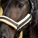 Jade Green Halter - Equestroom - Equiluxe Tack