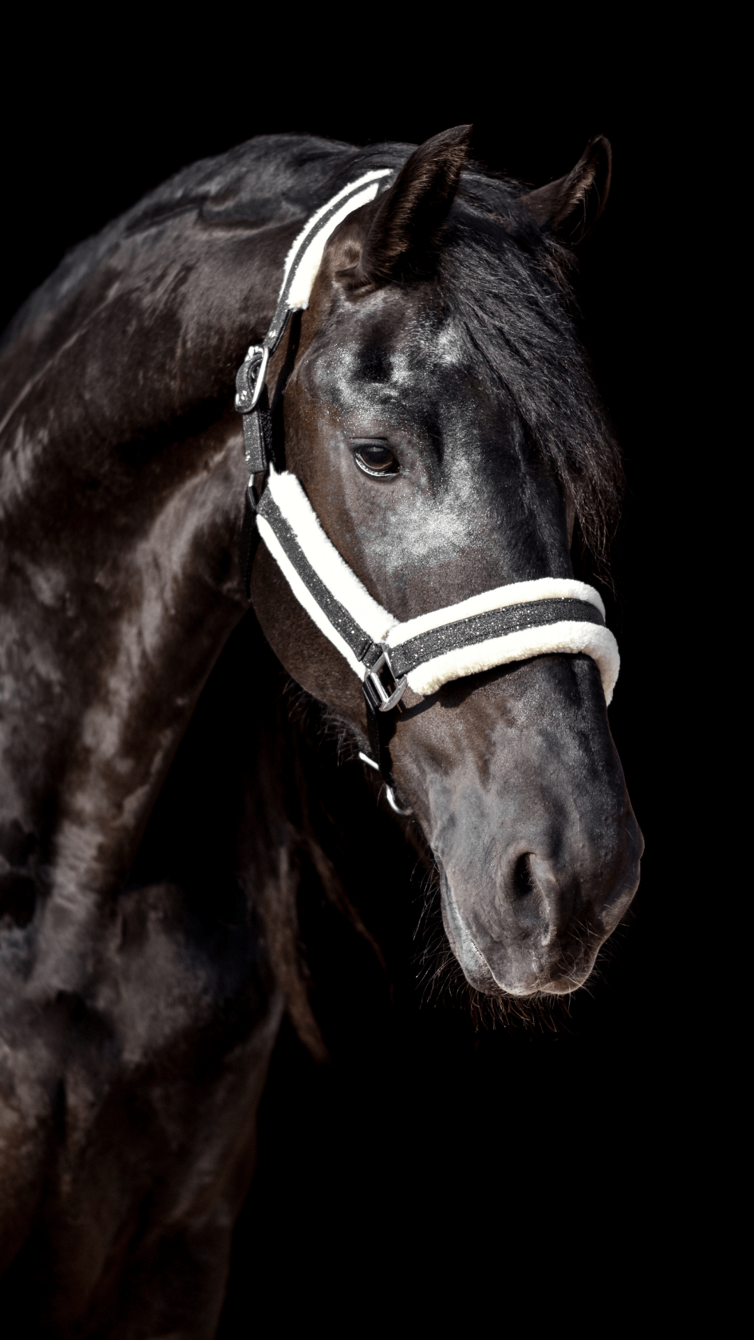 Jade Green Halter - Equestroom - Equiluxe Tack