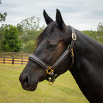 Jeffers Softie Padded Leather Halter for Horses - Jeffers - Equiluxe Tack