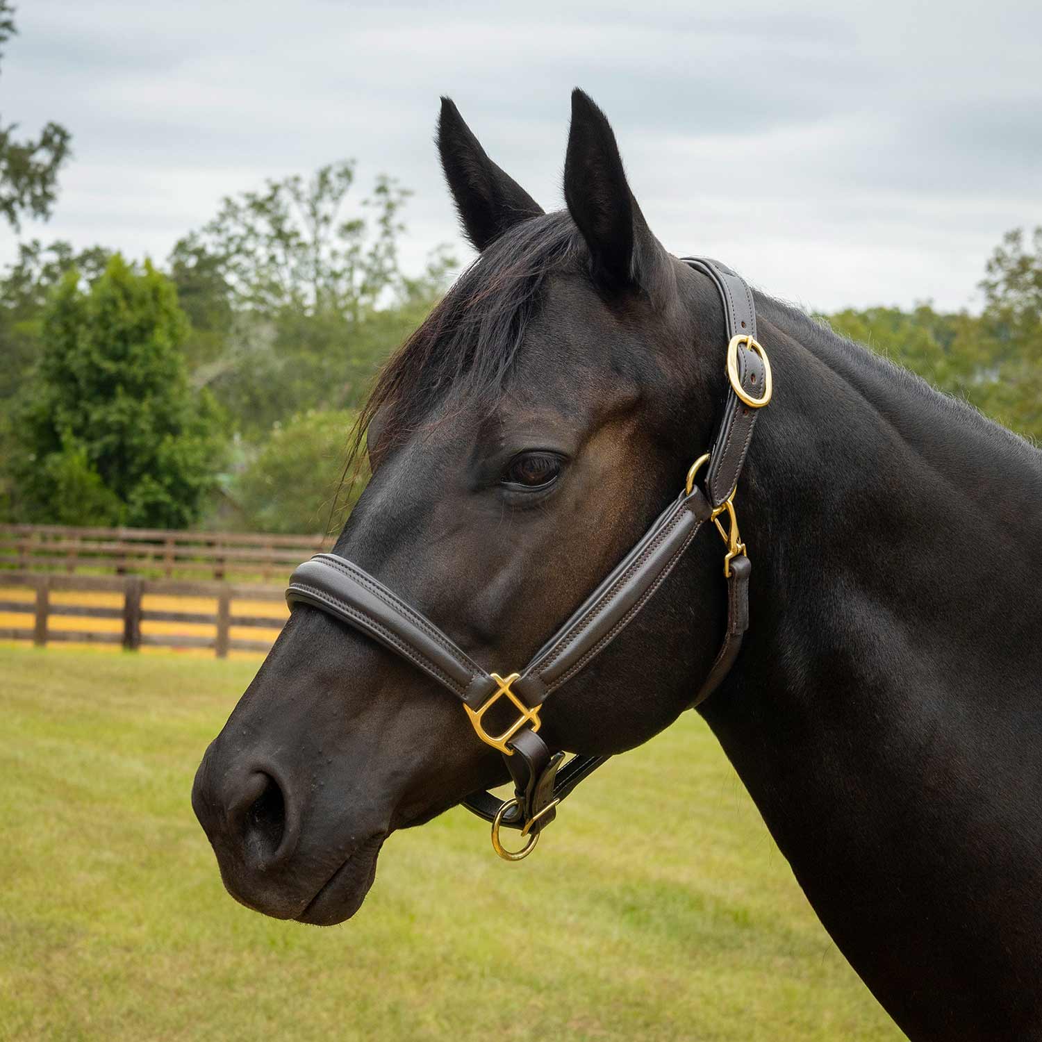 Jeffers Softie Padded Leather Halter for Horses - Jeffers - Equiluxe Tack