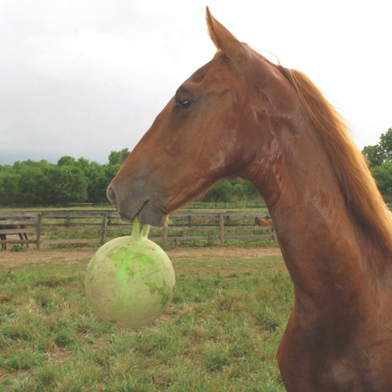 Jolly Ball® Scented 10" - Horsemens Pride - Equiluxe Tack