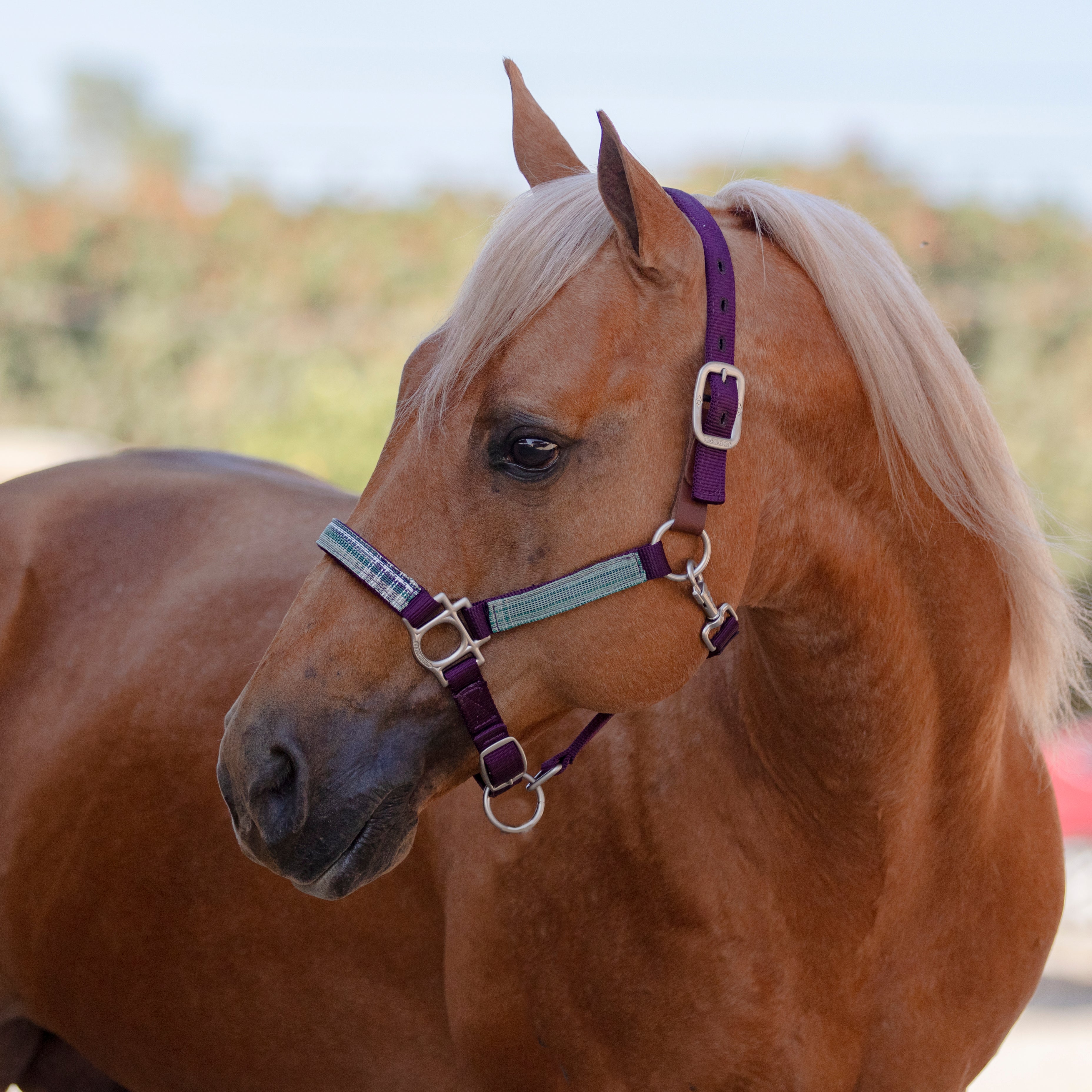 Kensington Premium Nylon Breakaway Halter - Kensington Protective Products - Equiluxe Tack