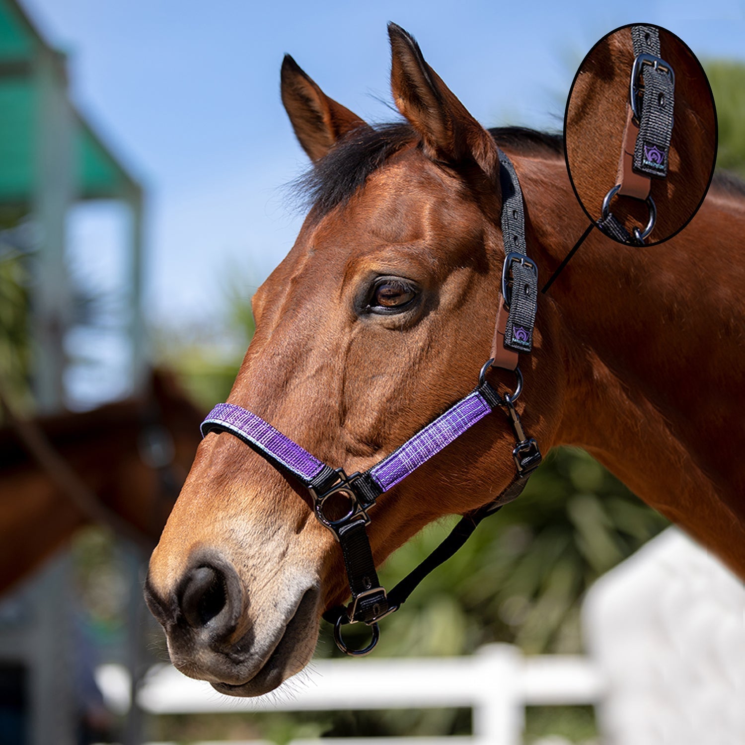 Kensington Premium Nylon Breakaway Halter - Kensington Protective Products - Equiluxe Tack