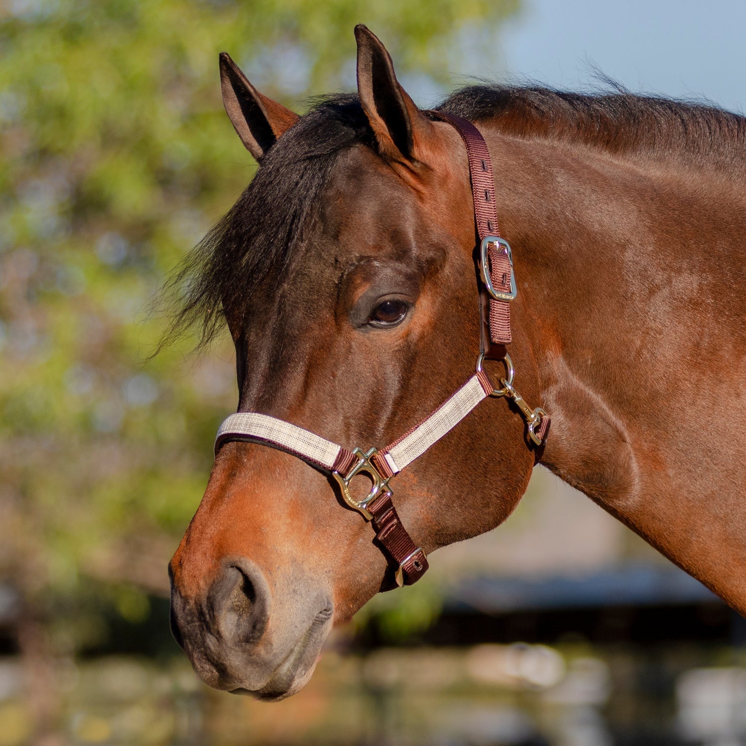 Kensington Premium Nylon Breakaway Halter - Kensington Protective Products - Equiluxe Tack