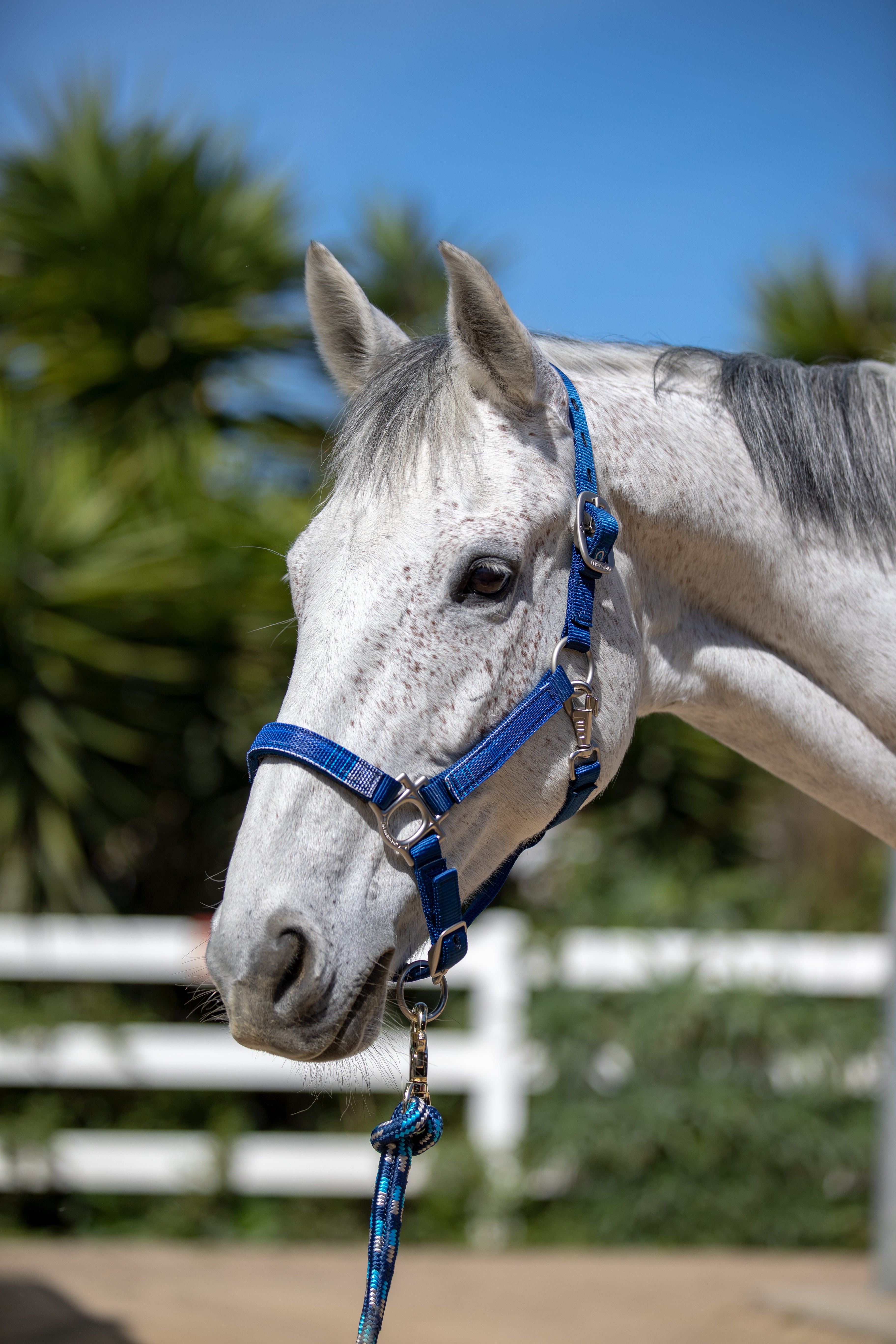 Kensington Premium Nylon Halter - Kensington Protective Products - Equiluxe Tack