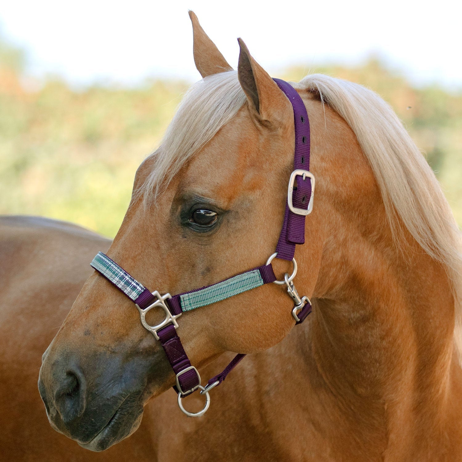 Kensington Premium Nylon Halter - Kensington Protective Products - Equiluxe Tack