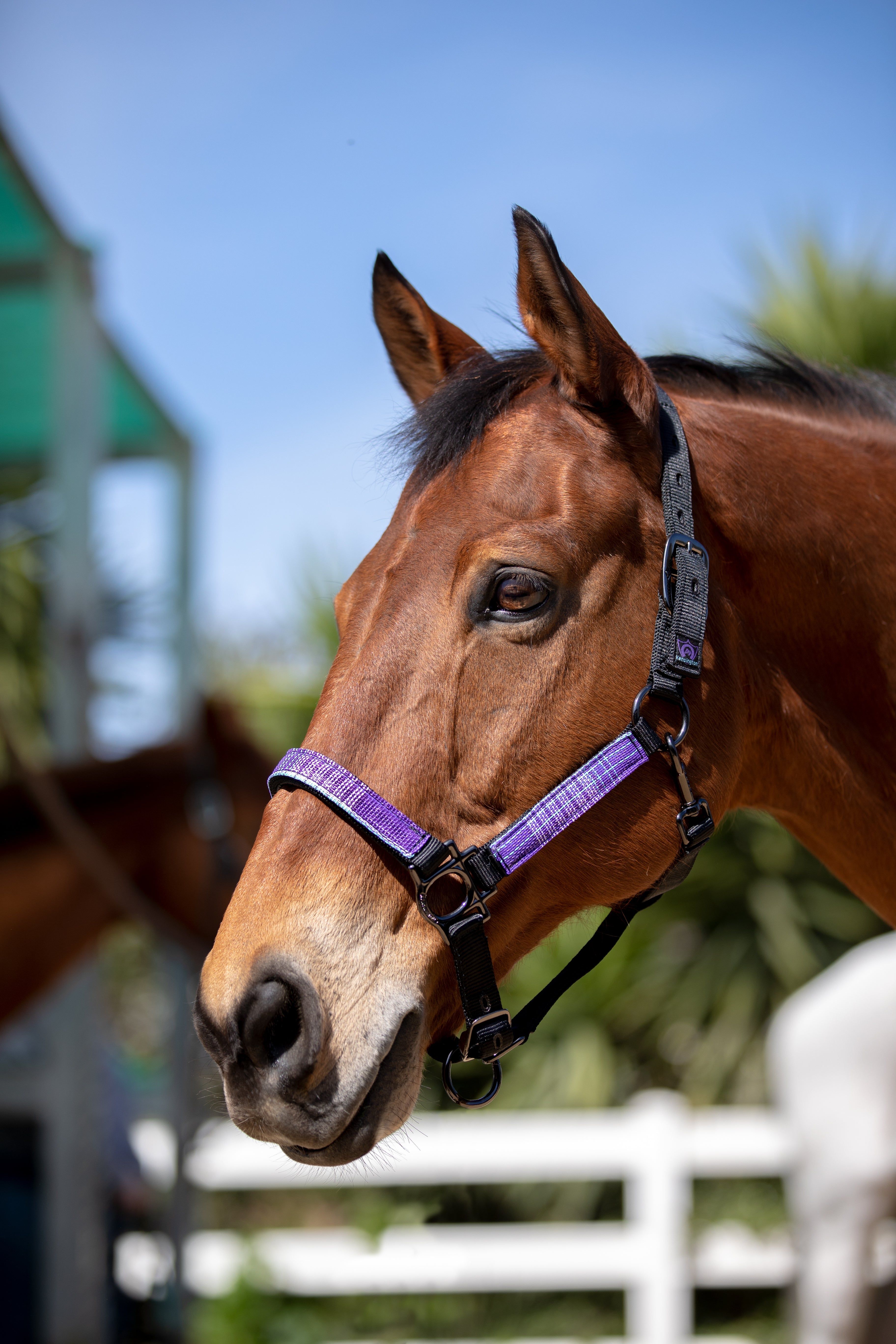 Kensington Premium Nylon Halter - Kensington Protective Products - Equiluxe Tack