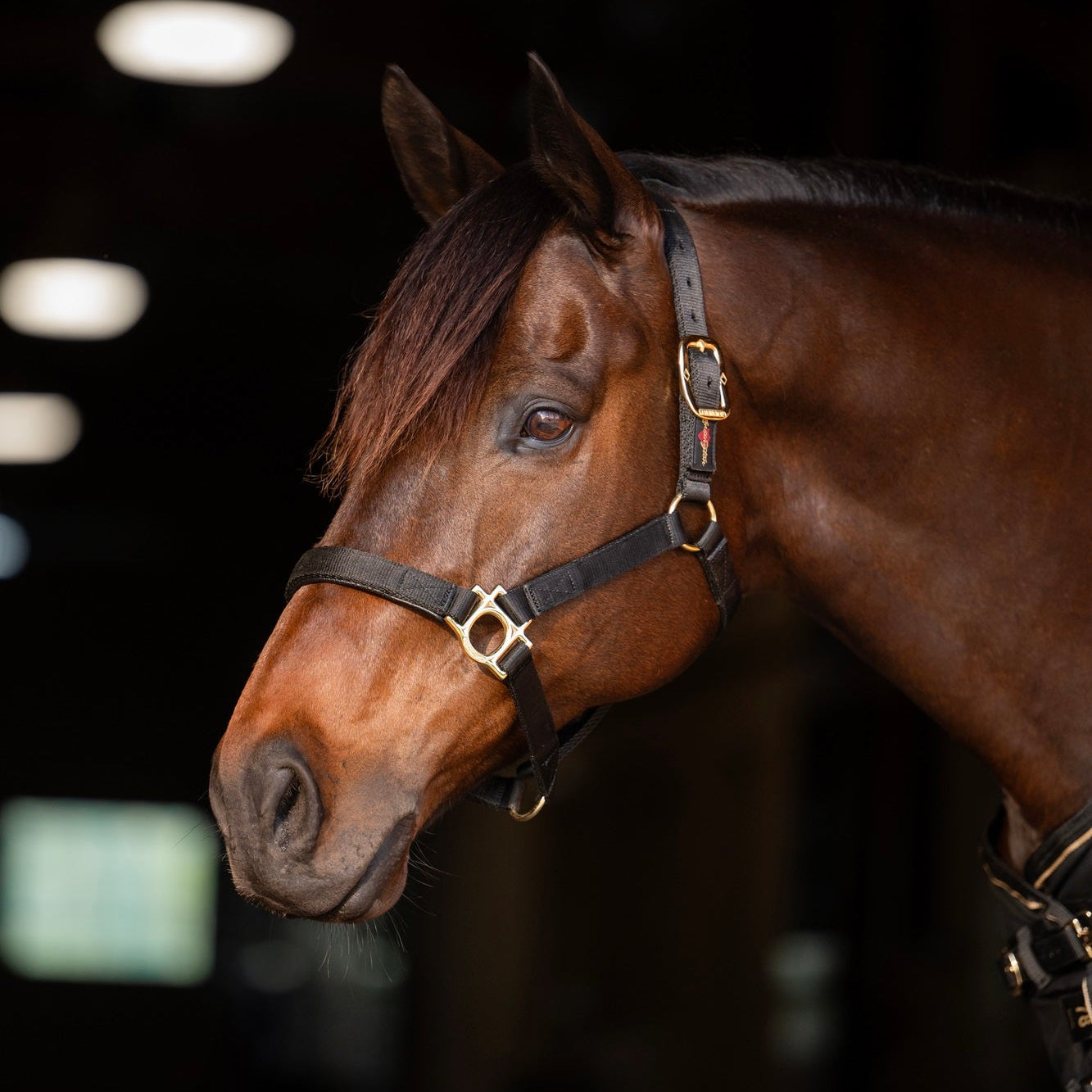 Kensington Standard Nylon Halter - Kensington Protective Products - Equiluxe Tack