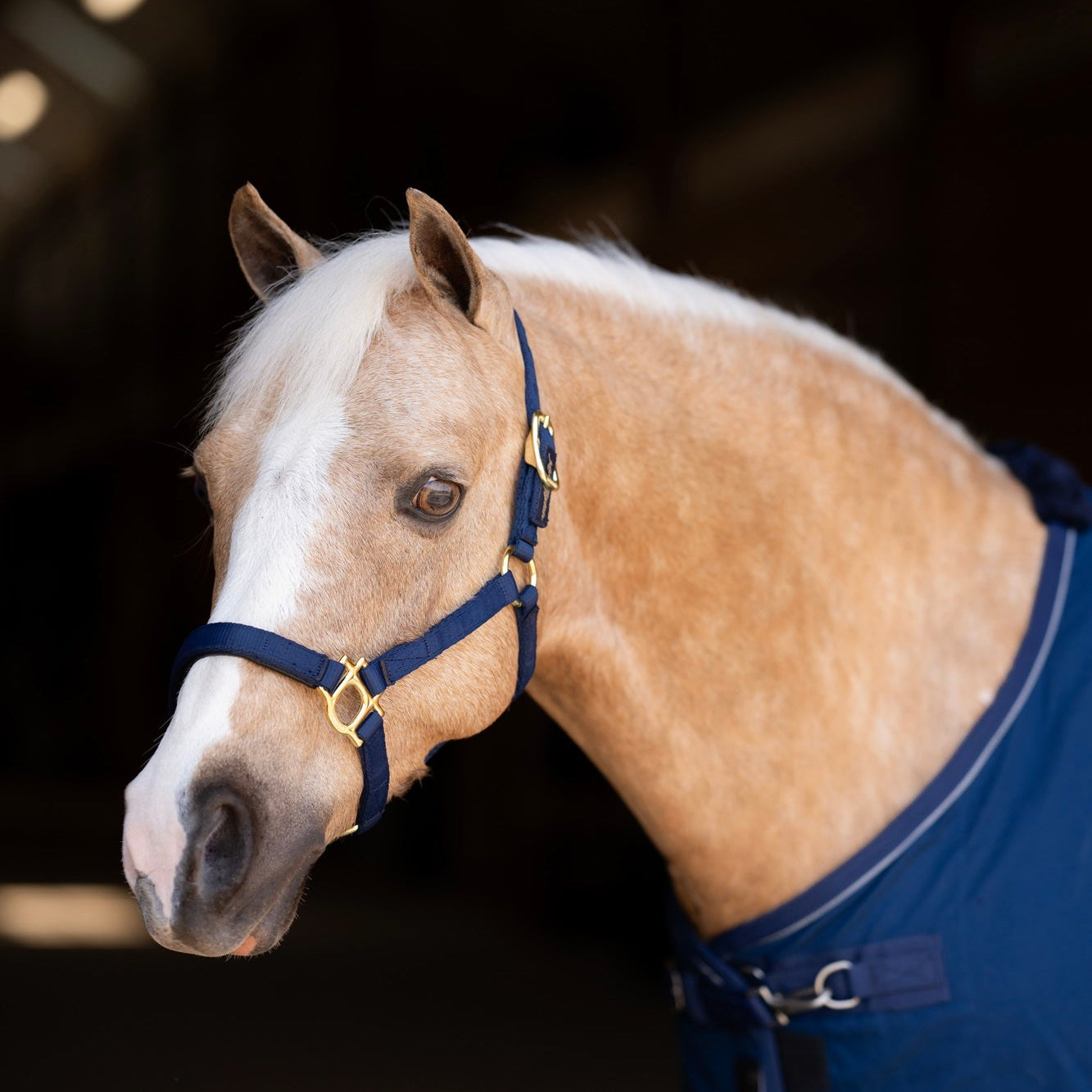 Kensington Standard Nylon Halter - Kensington Protective Products - Equiluxe Tack