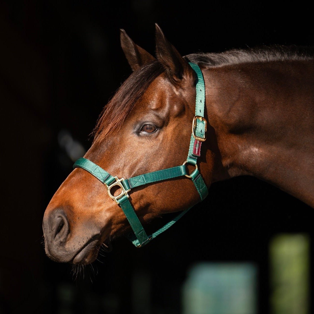 Kensington Standard Nylon Halter - Kensington Protective Products - Equiluxe Tack