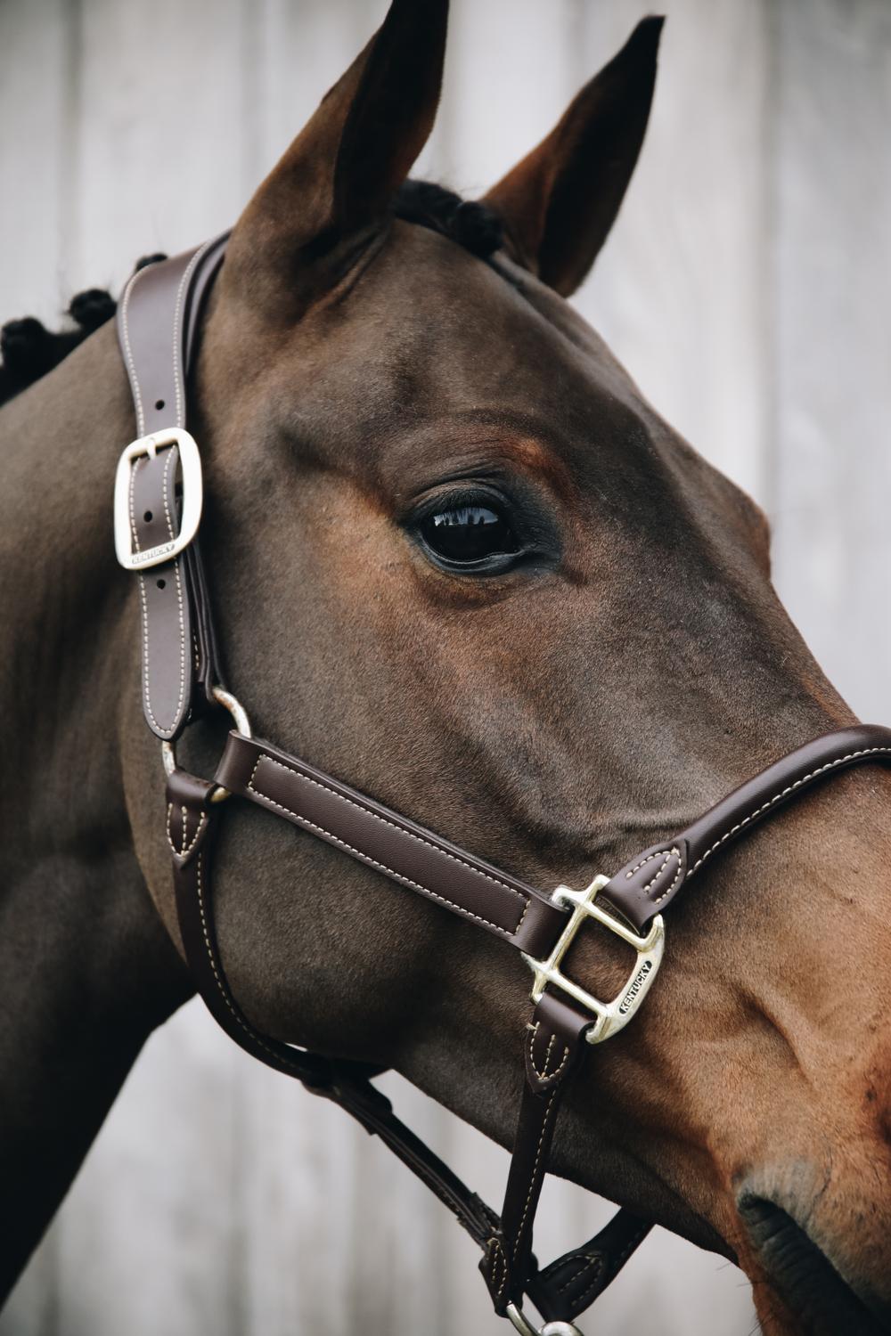 Kentucky Horsewear Anatomic Leather Halter - Kentucky Horsewear - Equiluxe Tack