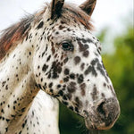 Kentucky Horsewear Classic Rope Halter - Equiluxe Tack