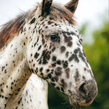 Kentucky Horsewear Classic Rope Halter - Equiluxe Tack
