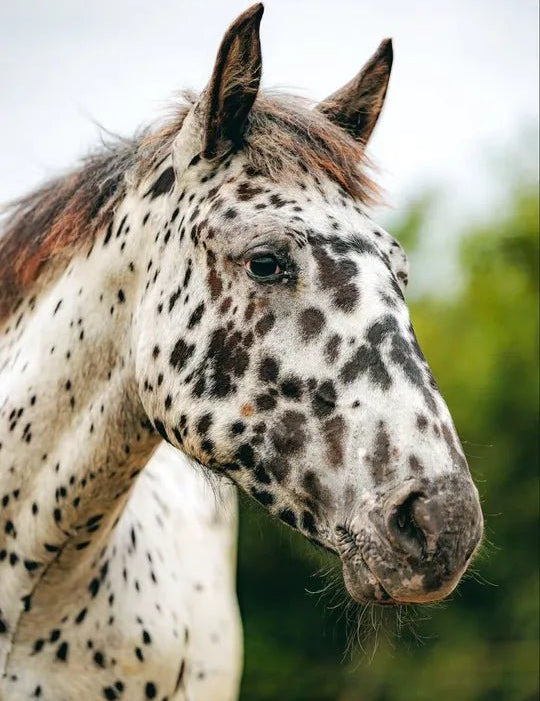 Kentucky Horsewear Classic Rope Halter - Equiluxe Tack