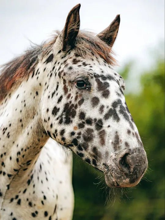 Kentucky Horsewear Classic Rope Halter - Equiluxe Tack
