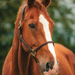 Kentucky Horsewear Classic Rope Halter - Equiluxe Tack