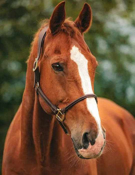 Kentucky Horsewear Classic Rope Halter - Equiluxe Tack